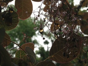 droplets