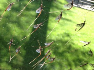 fishflies