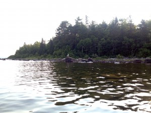 seagull