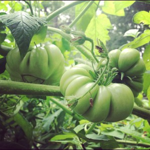 tomatoes