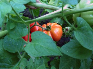 tomaters