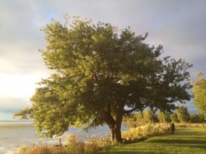 erietree