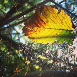 spiderweb
