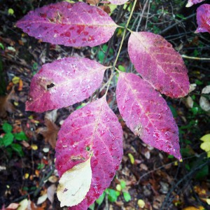 redleaves