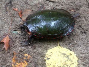 turtle