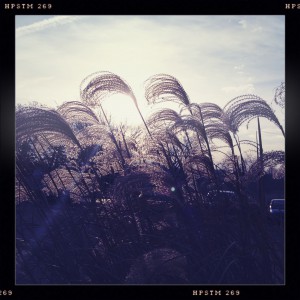 grass