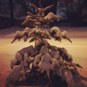 pinetreesnow