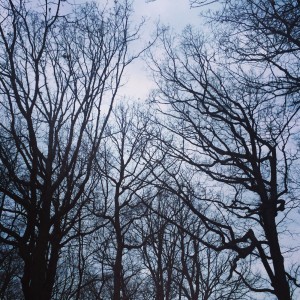 treebones
