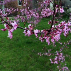 redbud