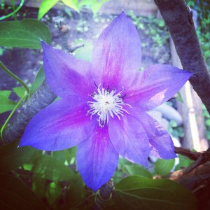 clematis