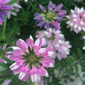 fleurs