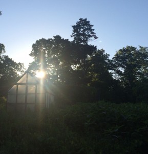 greenhouse