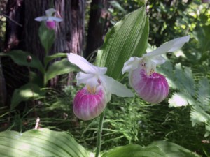 ladyslippers