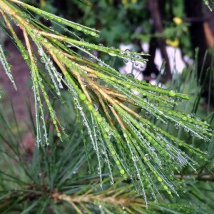 raindrops