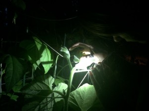 mousegarden2