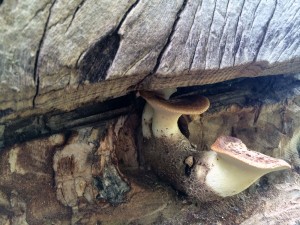 tikimushroom