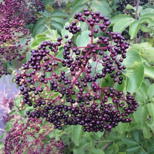 chokecherries
