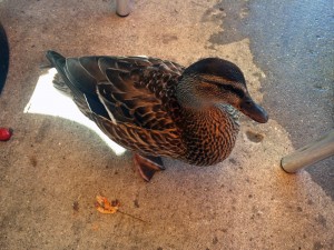 duck