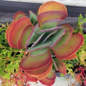 succulent