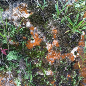 lichen