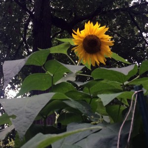 sunflower