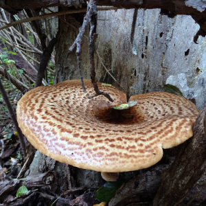 fungus