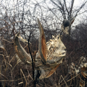 milkweed