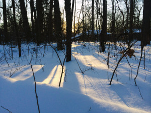woods