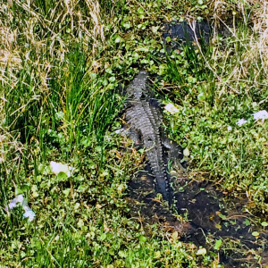 alligator