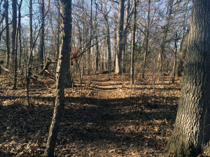 earlyspring