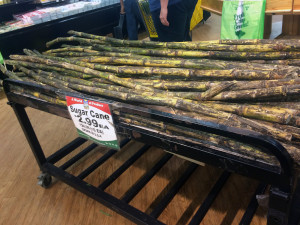 sugarcane
