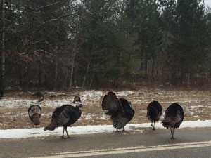 turkeys