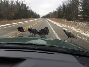 turkeys2