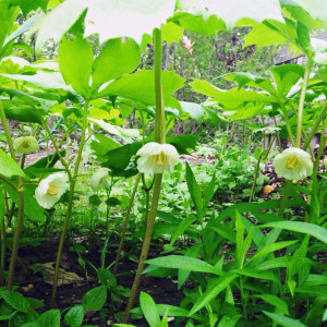 mayapples