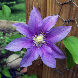 clematis