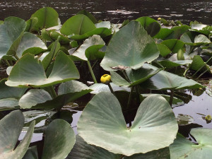 waterlily