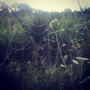 cobweb