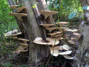 fungus