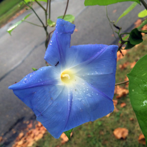 morningglory