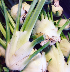 fennel