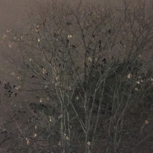 nye3