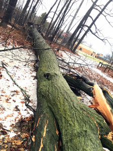tree1