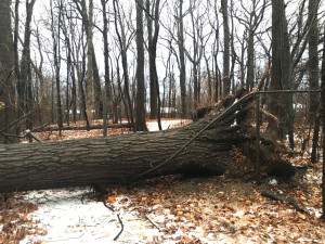 tree3