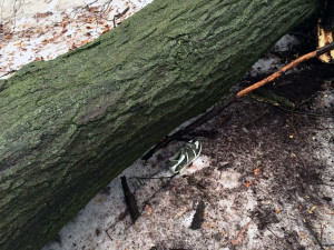tree4