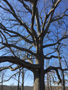 hawktree