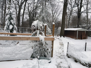 snowday4