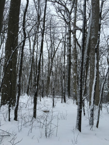 snowday6