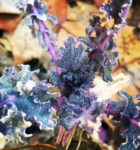 kale