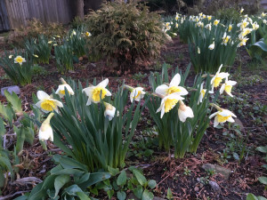 aprilsnort1