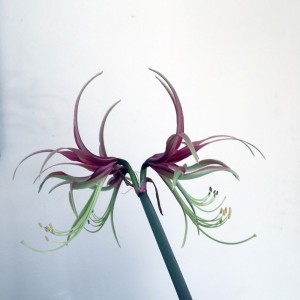 frogflower